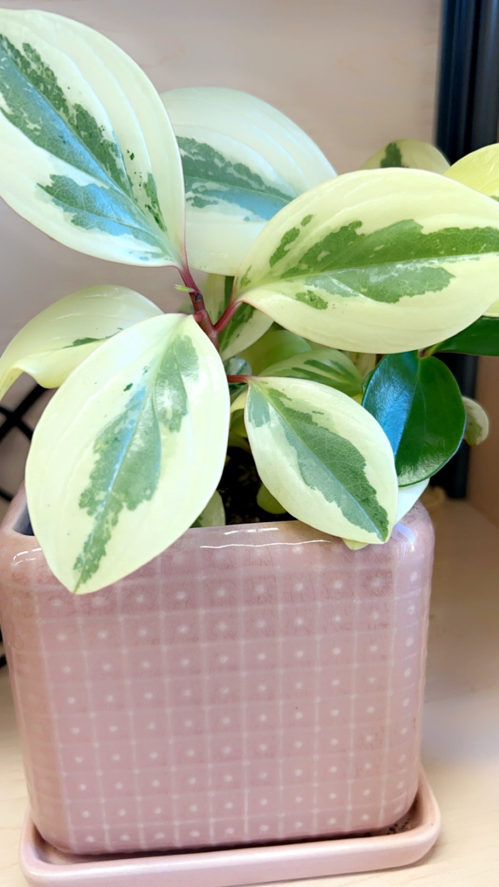 Peperomia Office Buddy