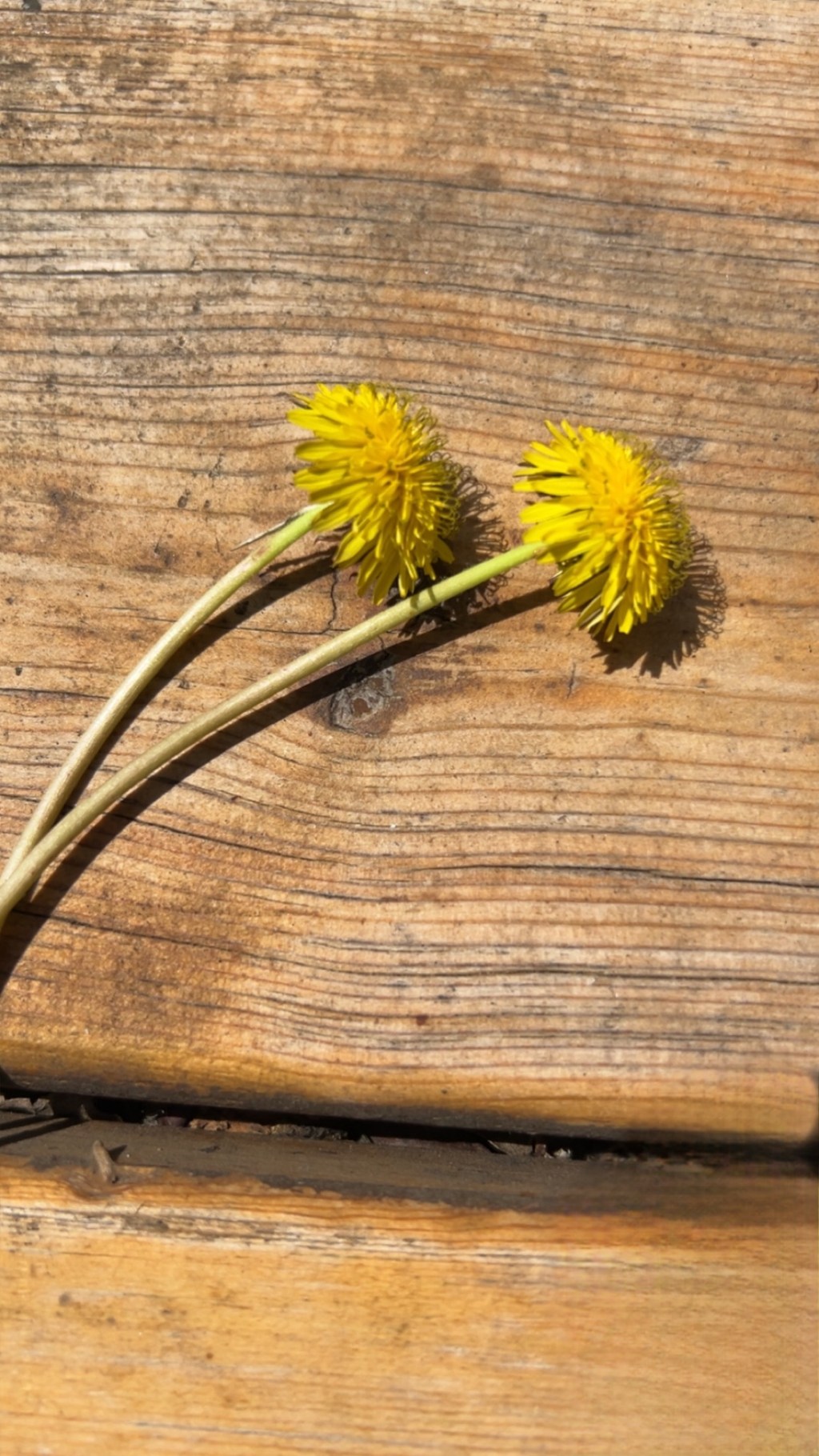 Picking Dandelions