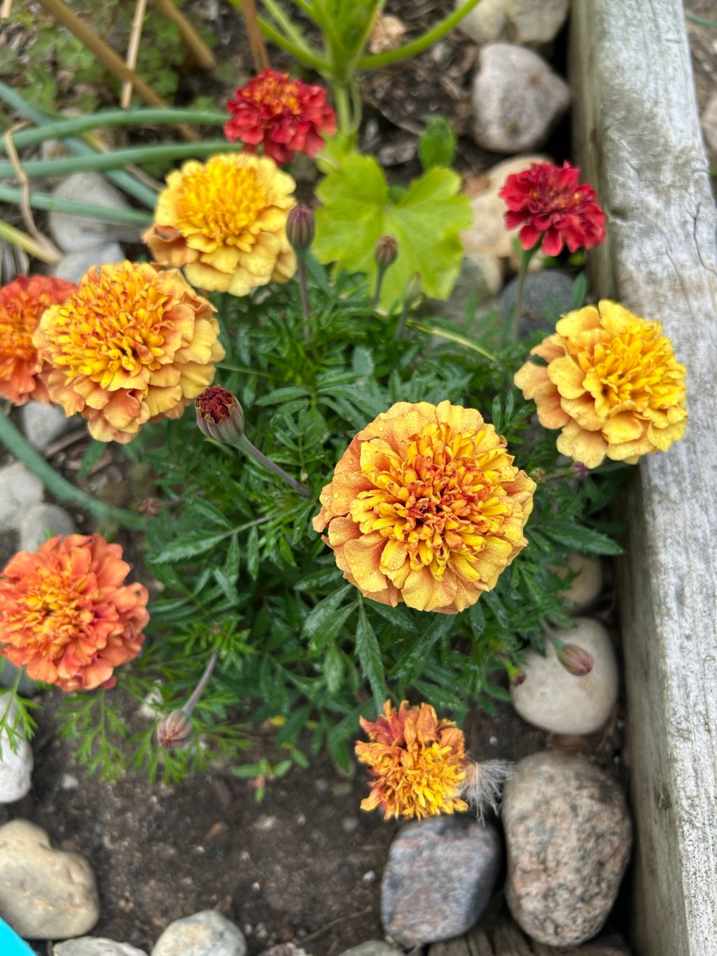 Attempt to Save&nbsp;Seeds