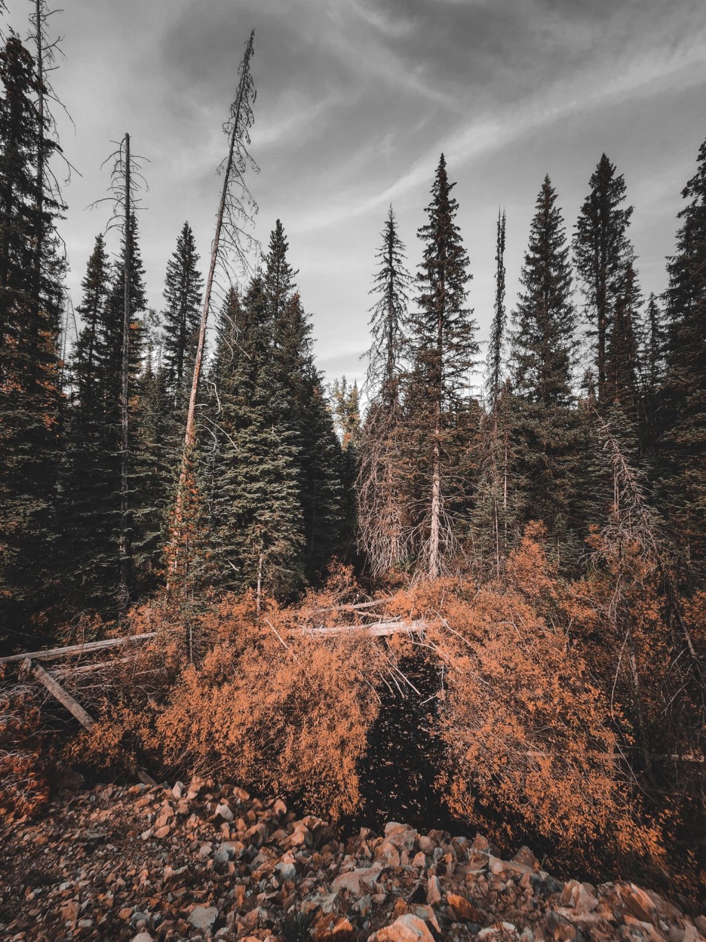 Wonderfully Different