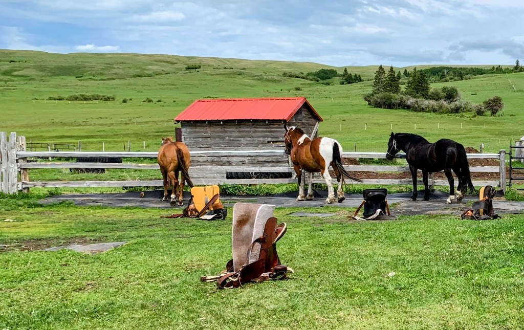 Grace Between the Fields / The Why