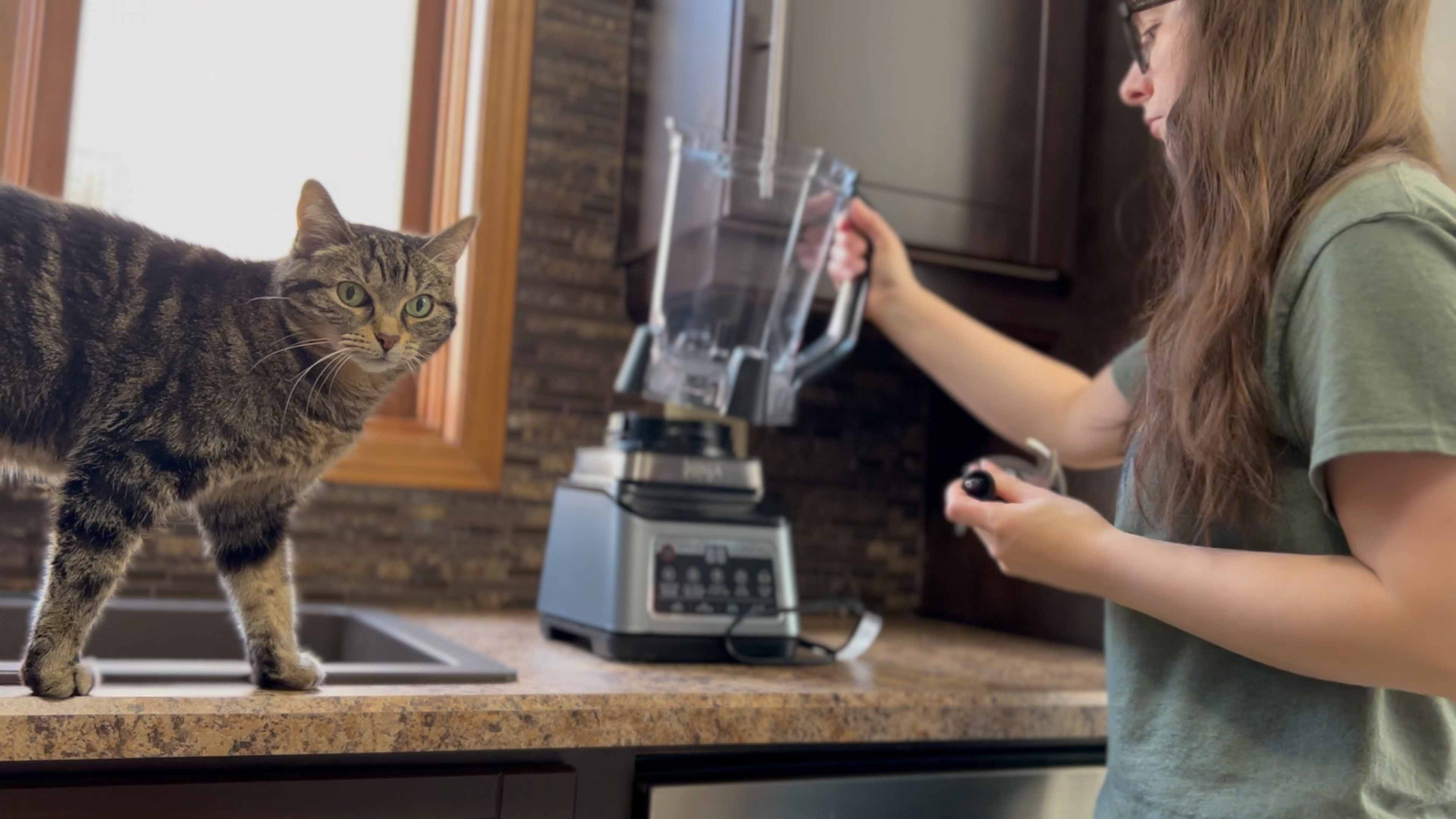 tabby cat supervising coconut milk production